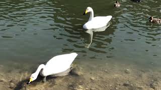 富山県石畑池の北紀行直前のオオハクチョウWhooper swan just before the northern travel of Ishibatake Pond in Toyama, Japan