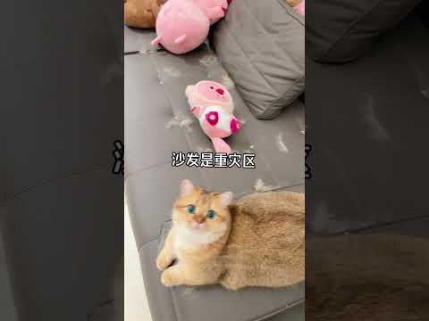 如果你喜欢小猫不能只喜欢它的可爱还要接受它们爱掉毛哦 米家绿光吸尘器记录猫咪日常 铲屎官的乐趣