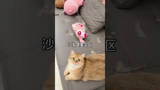 如果你喜欢小猫不能只喜欢它的可爱还要接受它们爱掉毛哦 米家绿光吸尘器记录猫咪日常 铲屎官的乐趣