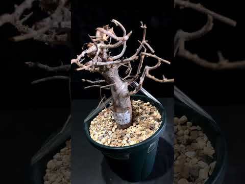 1円～ 最落無し 発根管理中 珍樹 希少 Commiphora africana コミフォラ アフリカーナ ベアルート 1円オク 輸入 塊根