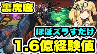 【ネロミュール】たまドラ集めランク上げ‼️片サレ 裏魔廊の支配者 周回編成・立ち回り紹介！！【パズル&ドラゴンズ】