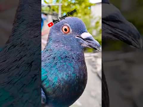 জংলী কবুতর🕊️#shorts #youtubeshorts#kabootar #pigeon #shortsviral #pigeonlove#bird#trending #video