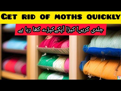 How to get rid of moths | Moths| get rid of moths| Pantry Moths| Moths in closet | moths in kitchen