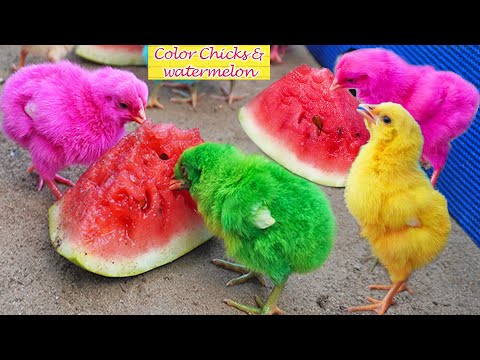 LOVELY Hen Baby Chicks Vs Red Watermelon Fruit Slices Video / FishCutting