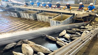 The process of making katsuobushi(Dried Bonito Flakes). Japanese old katsuobushi production plant.