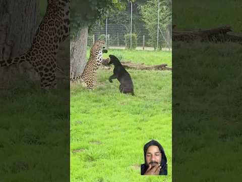 Black panther 🐆 vs jaguar #zoo #tiger #animals #leopard #wildlife #lion #krugersightings #liontiger