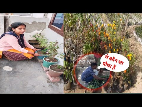 आज हम लगा दिऐ ।।इतना सारा पौधा #gunjanfamily #viral #daily #vlogs