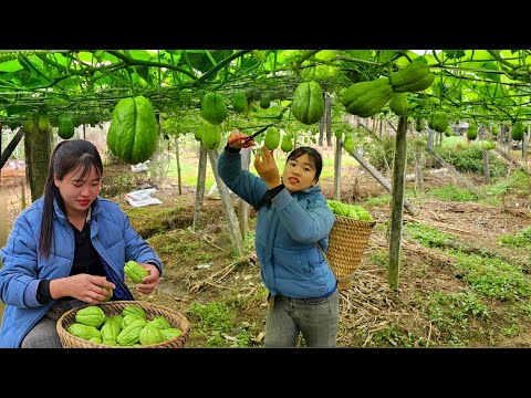 Harvesting xu xu to sell at the market - Daily life | Linh's Life