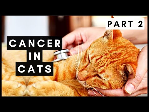 Cancer in Cats (Part 2)