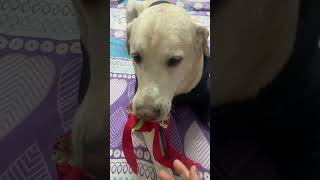 How to control#chiku #labrador #dog