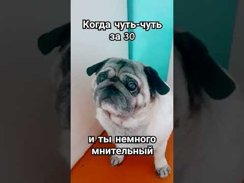 #забавныеживотные #юмор  #позитив #длянастроения