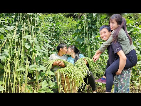 Simple life - great love - Harvesting green beans to sell | Linh's Life