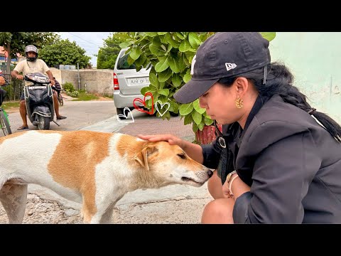 We fed stray street dogs today in Jaipur | India Vlog 52