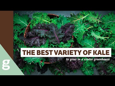 Best Variety of Kale to Grow in the Winter Greenhouse