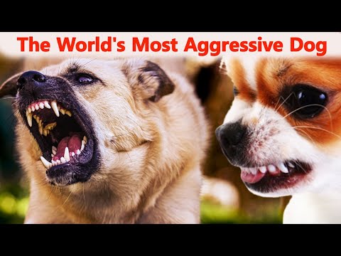 The most aggressive dog breed in the world