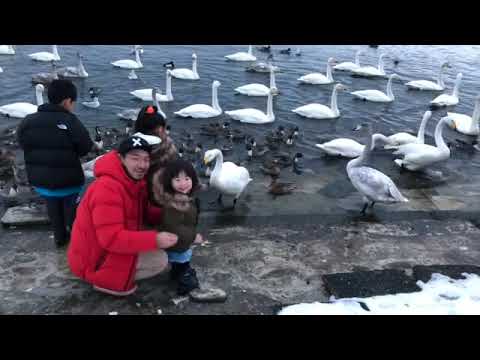 【とっても綺麗】青森の白鳥の湖・水元公園のうみねこ