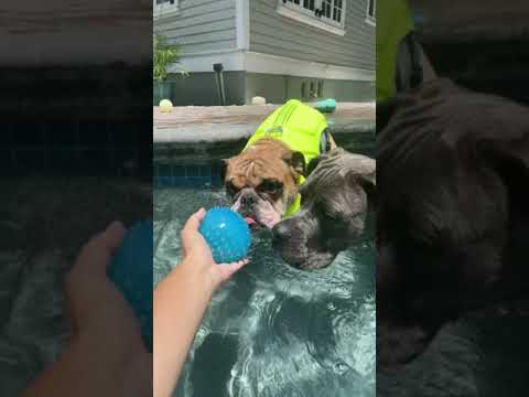 English Bulldog swimming with pup friends