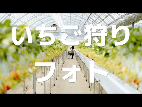 【Photo vlog】いちご狩りをおしゃれに撮ってみた【tamron24-70 f2.8】