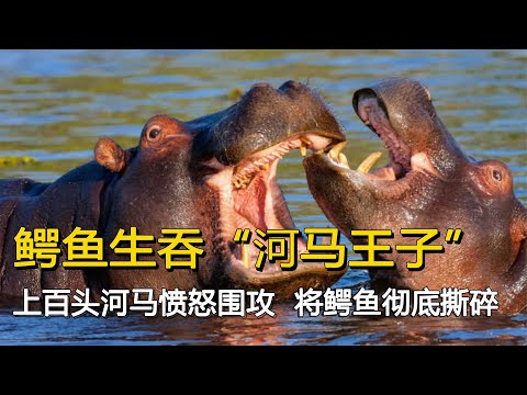 鱷魚生吞“河馬王子”，上百頭河馬憤怒圍攻，將鱷魚徹底撕碎