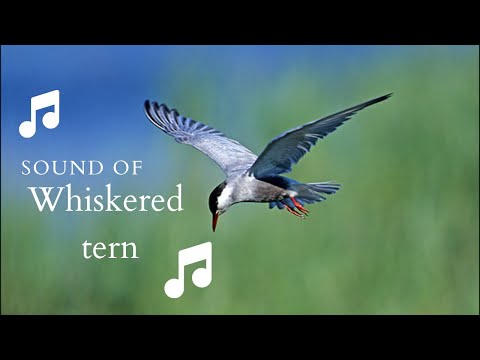 👉 S30 Whiskered tern (Chlidonias hybrida) | Chirighița cu obraz alb