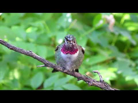 Breeding Migration Patterns: 8 Hummingbirds in North America (Narrated)