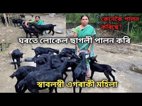 ঘৰতে লোকেল ছাগলী পালন কৰি স্বাবলম্বী এগৰাকী মহিলা।Sagoli farm assam ||Goat Farming