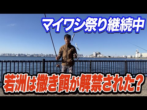 【若洲海浜公園】引き続きマイワシ爆釣中の若洲は撒き餌が解禁されたのか？噂の真相を明らかに！