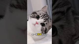 养猫新手容易误解的猫咪行为。＃猫咪行为学＃猫咪心思＃猫咪想法＃新手养猫＃养猫知识＃养猫日常＃养猫经验＃科学养猫＃养猫人＃养猫经验分享＃宠物＃萌宠＃猫咪＃cat＃宠物日常＃宠物知识＃猫咪的迷惑行为