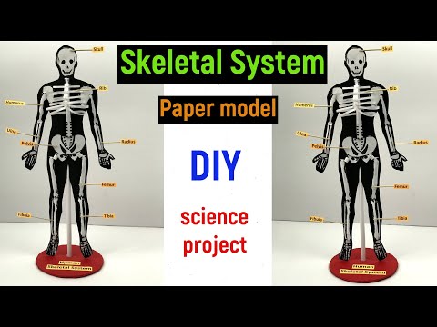 skeleton model with paper - skeleton model project - science project - skeletal system-diyasfunplay