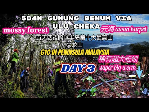 5D4N Gunung Benum via Ulu Cheka Day 3 五天四夜跨越马来西亚半岛第十大最高山峰文龙山之第三天 超美云海和苔藓森林