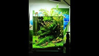 INCREDIBLE AQUARIUM DESIGN  (NANO CUBES)