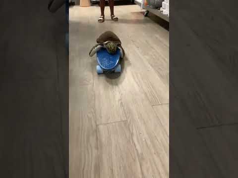 Turtle Skateboard