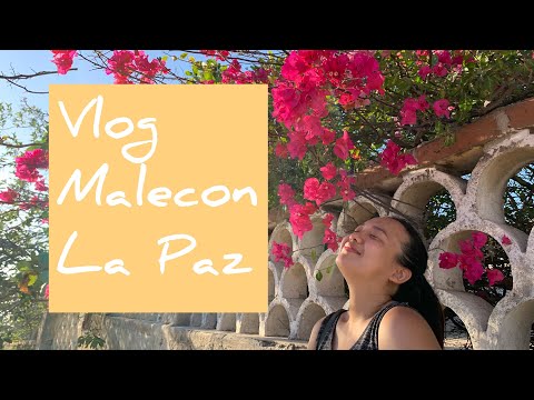 《Vlog in Malecon La Paz》居家隔離兩個多月後的第一次散步 | Milla in Mexico