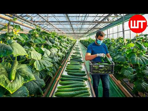 Growing Cucumbers in a Greenhouse | Modern Agriculture Technology