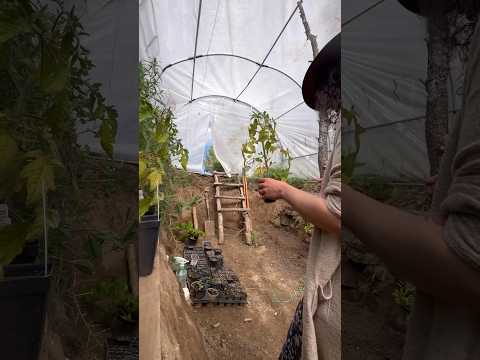 Today on the Homestead:Transplanting Tomatoes in the Underground Greenhouse | Walipini Prep #shorts