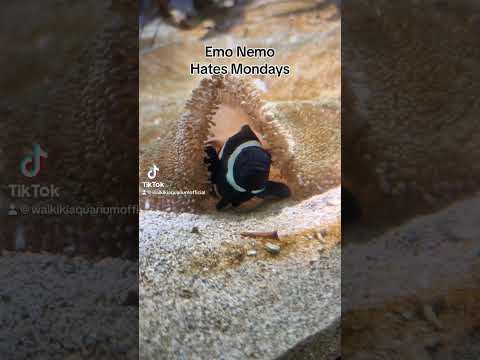 Emo Nemo Hates Mondays