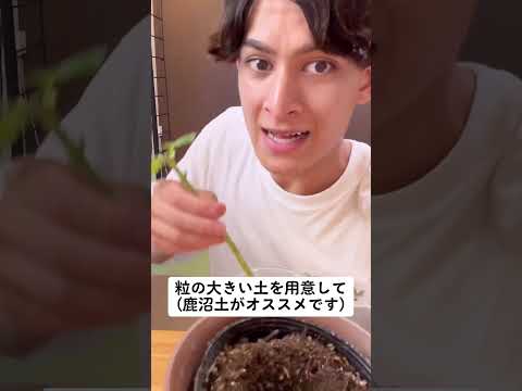 アジサイの増やし方🌸｜そらベジ🥝ガーデンハック