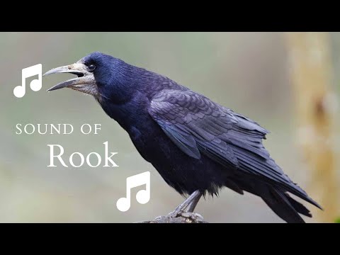 👉 S21 Rook (Corvus frugilegus) | Cioara de semănătură