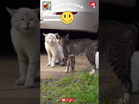 #catfight #cat #catfunny #youtubeshorts #catlover #cute #funny #sound#2024 #shorts #dog