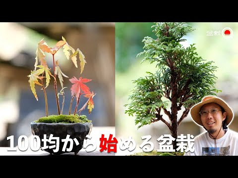 Let's start bonsai using 100 yen shop tools! [Bonsai Q]