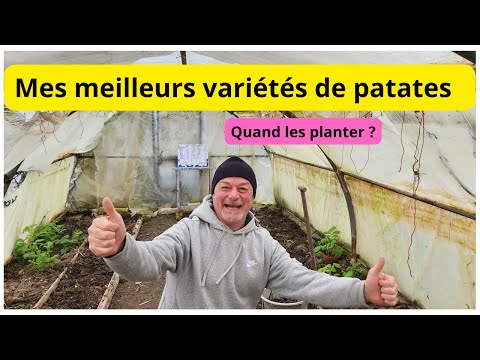 Quelle variété de pomme de terre allez-vous mettre dans votre jardin? Quand les planter ?