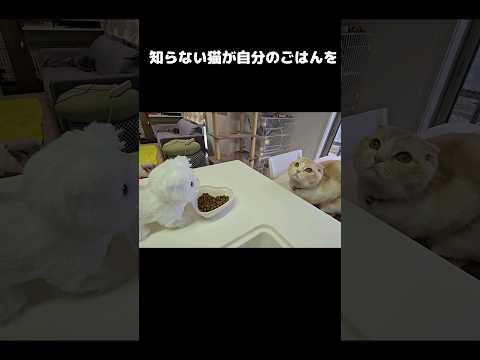 知らない猫が自分のごはんを食べていたら...#shots