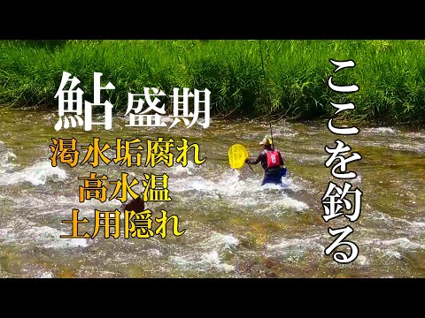 鮎釣り【盛期】垢腐れ時はここが釣れる【土用隠れ】