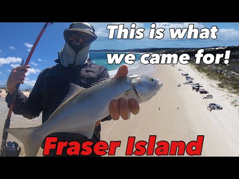 BEACH CAMPING and FISHING ADVENTURE ⛺️🎣🔥-  We strike fishing gold - Fraser Island 2021 - Part 2