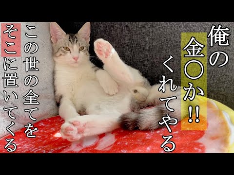 去勢でタマタマが無くなった子猫の様子がコチラです【#ラオヒョウ日記 4】