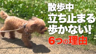 愛犬が散歩で歩かない！急に止まってしまう６つの理由