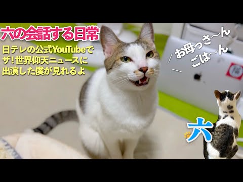 [おしゃべり猫の六] 子供のような猫と夫婦の日常は愛猫との会話から始まる | [生まれ変わりの猫] 六 (Roku)