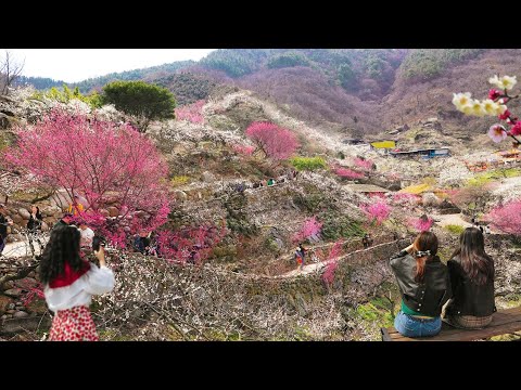 GWAGNYANG Plum Blossom Festival 2024, Most Popular Travel destinations in South Korea.