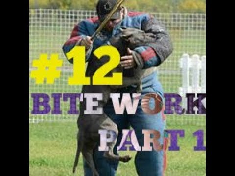 beginning of bite work hybrid pit bull shepherd training attack protection dog trained