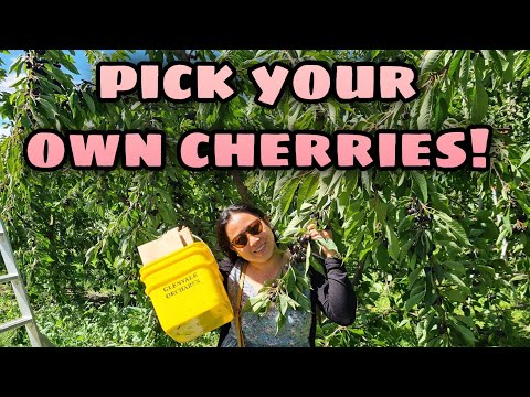 PICK YOUR OWN CHERRIES AT CROMWELL, NEW ZEALAND